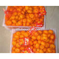 bebé fresco mandarina naranja fábrica directa de exportación